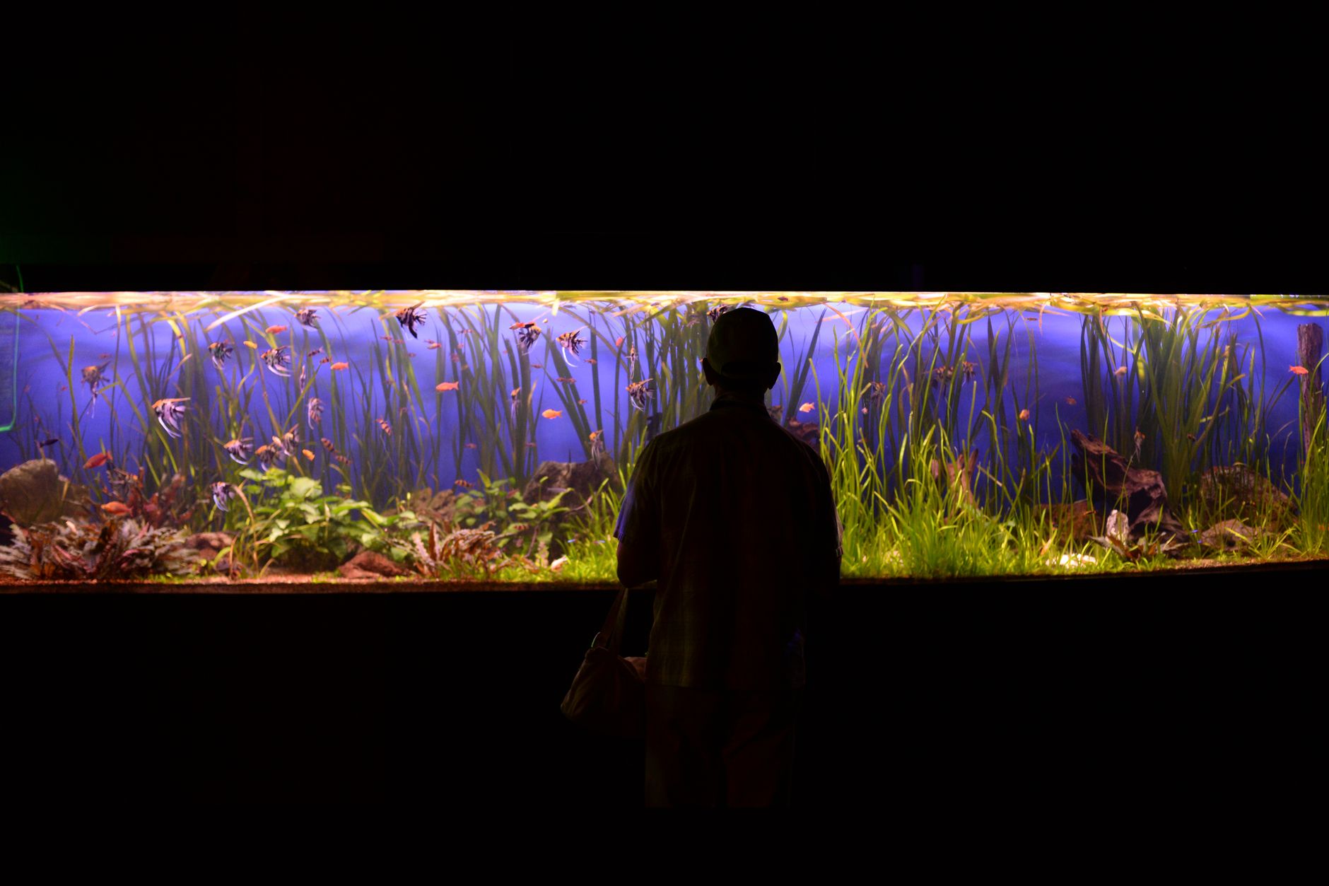 a spacious freshwater aquarium with fine sand substrate, driftwood, and live plants