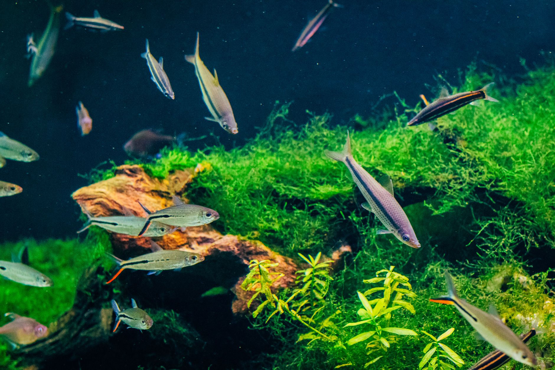 small peaceful community fish swimming together in a planted freshwater tank