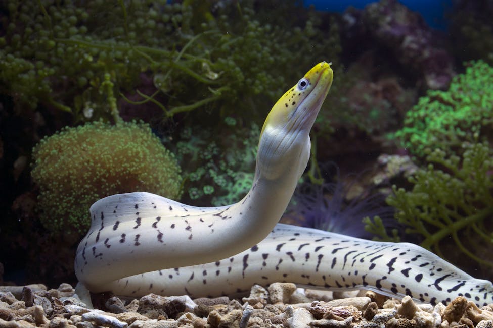 Peacock Eel Care Guide: Tank Size, Diet, and Compatibility