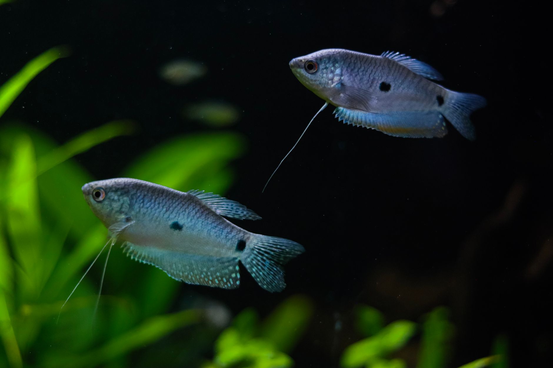 Aquarist testing water in a pearl gourami tank with a liquid test kit