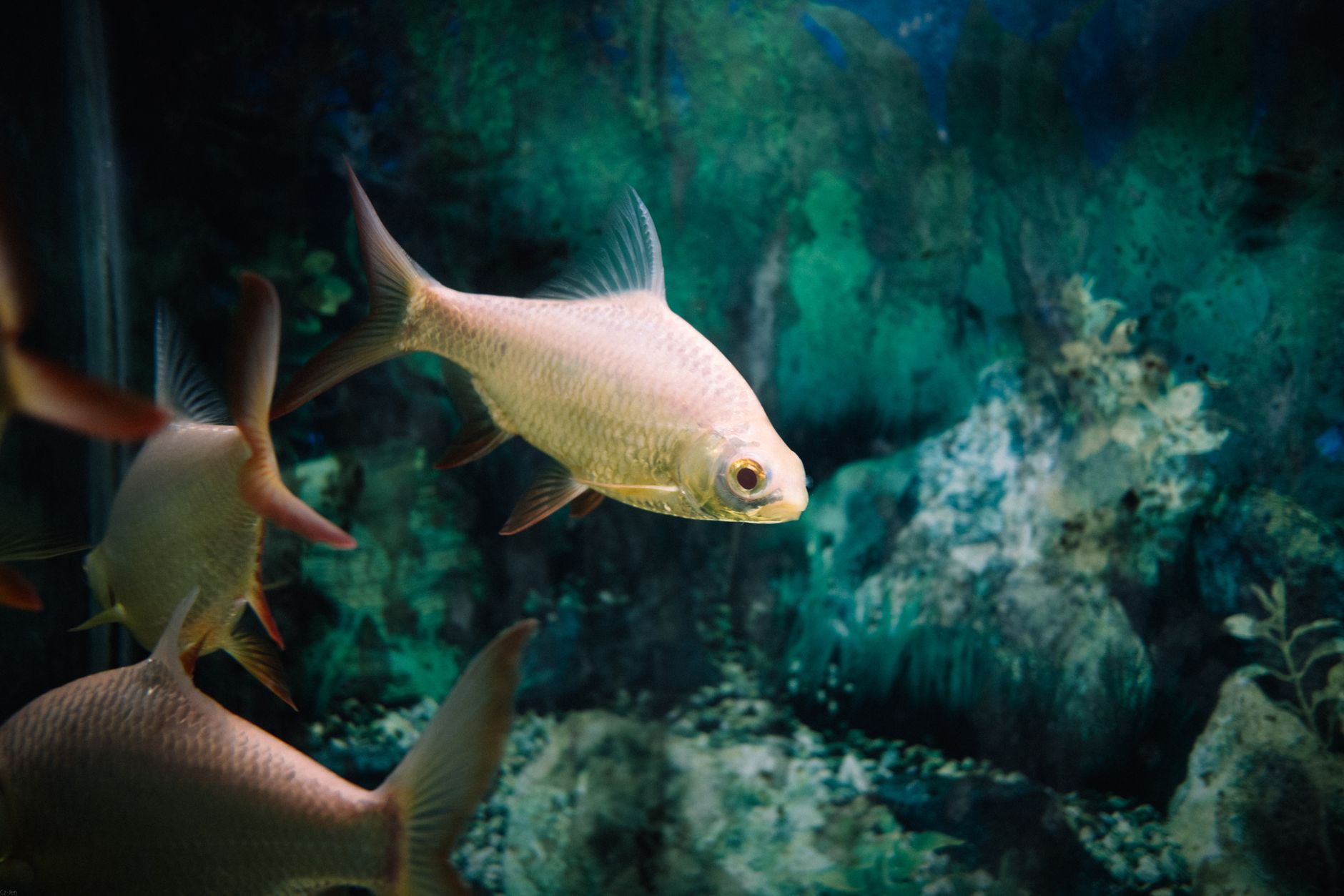 Pearl gourami in a planted breeding aquarium showing pearl spots