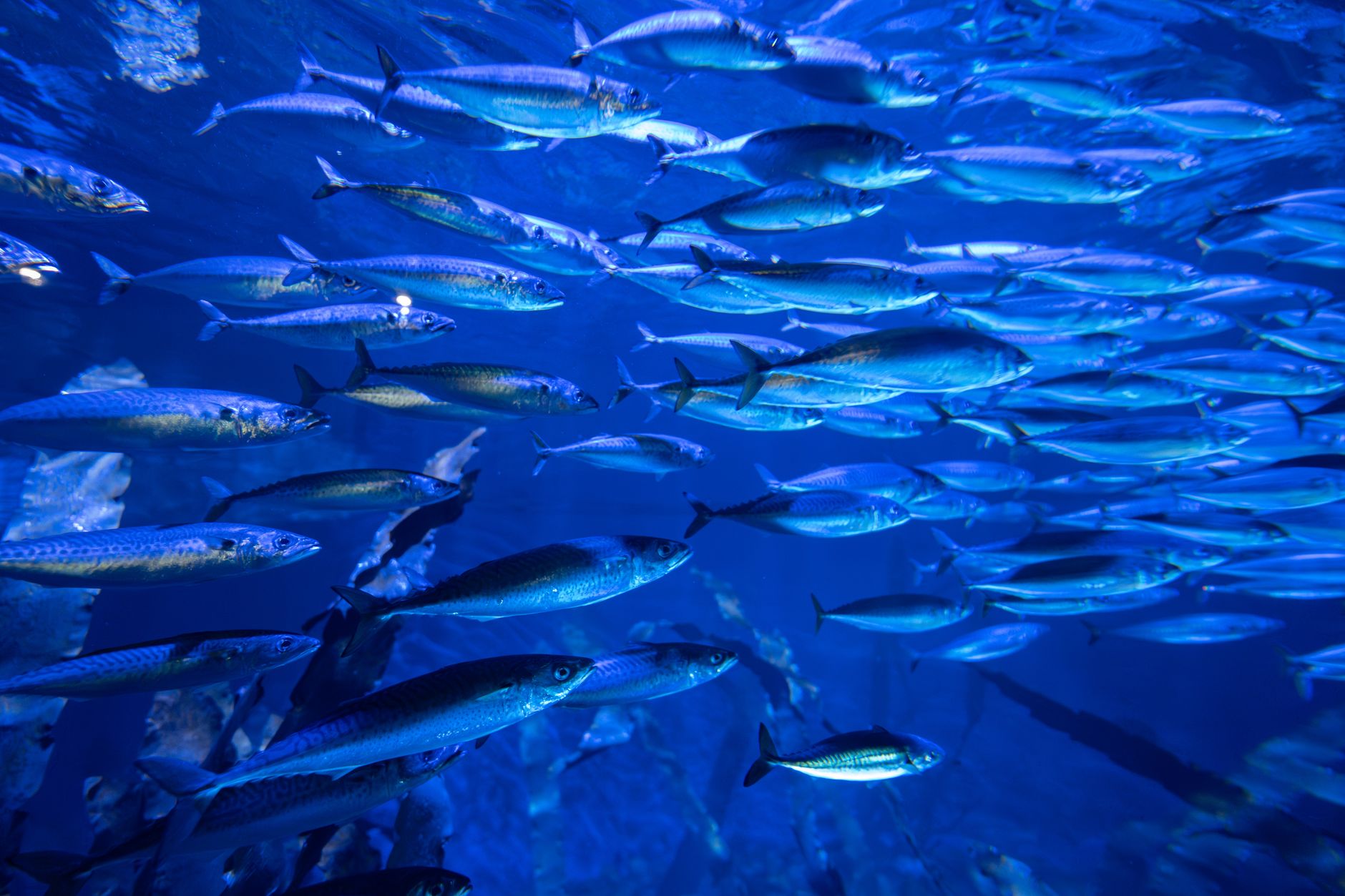 frozen fish food being placed into an aquarium with feeding tongs