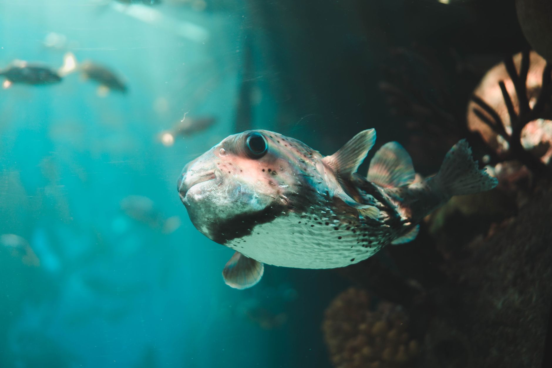 Aquarist performing a water change with gravel vacuum in a large saltwater aquarium