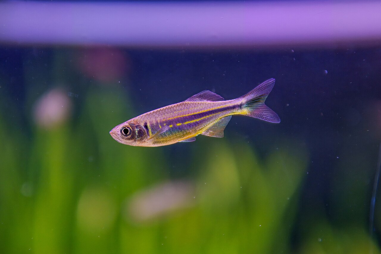 person testing aquarium water near a fish tank using a liquid test kit