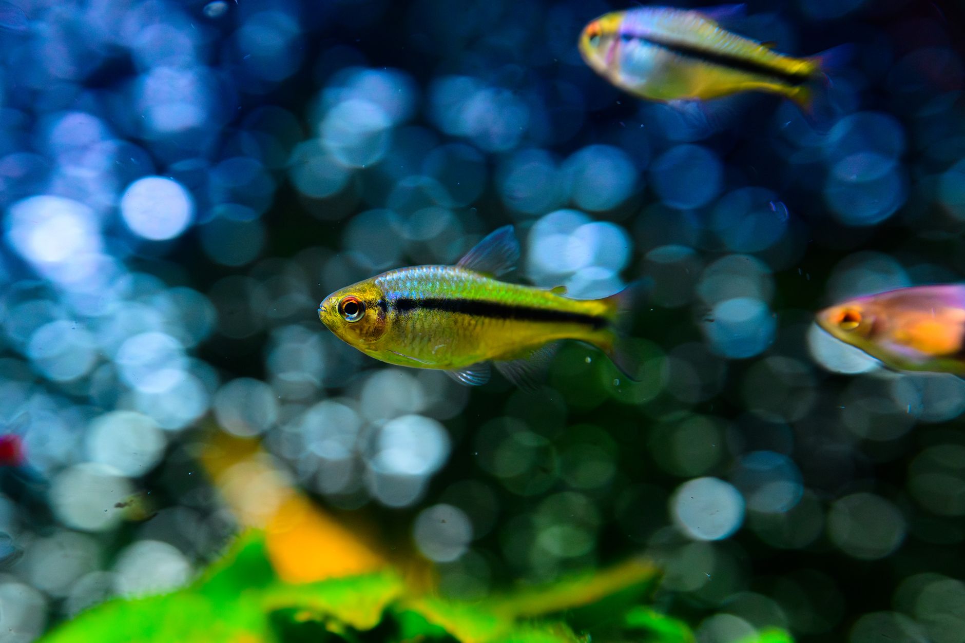 hand sprinkling fish food into an aquarium with rainbowfish