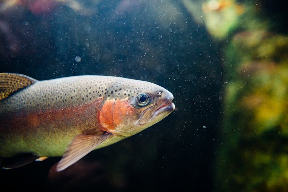 Rainbow Fish Care Guide: Tank Size, Diet, and Compatibility