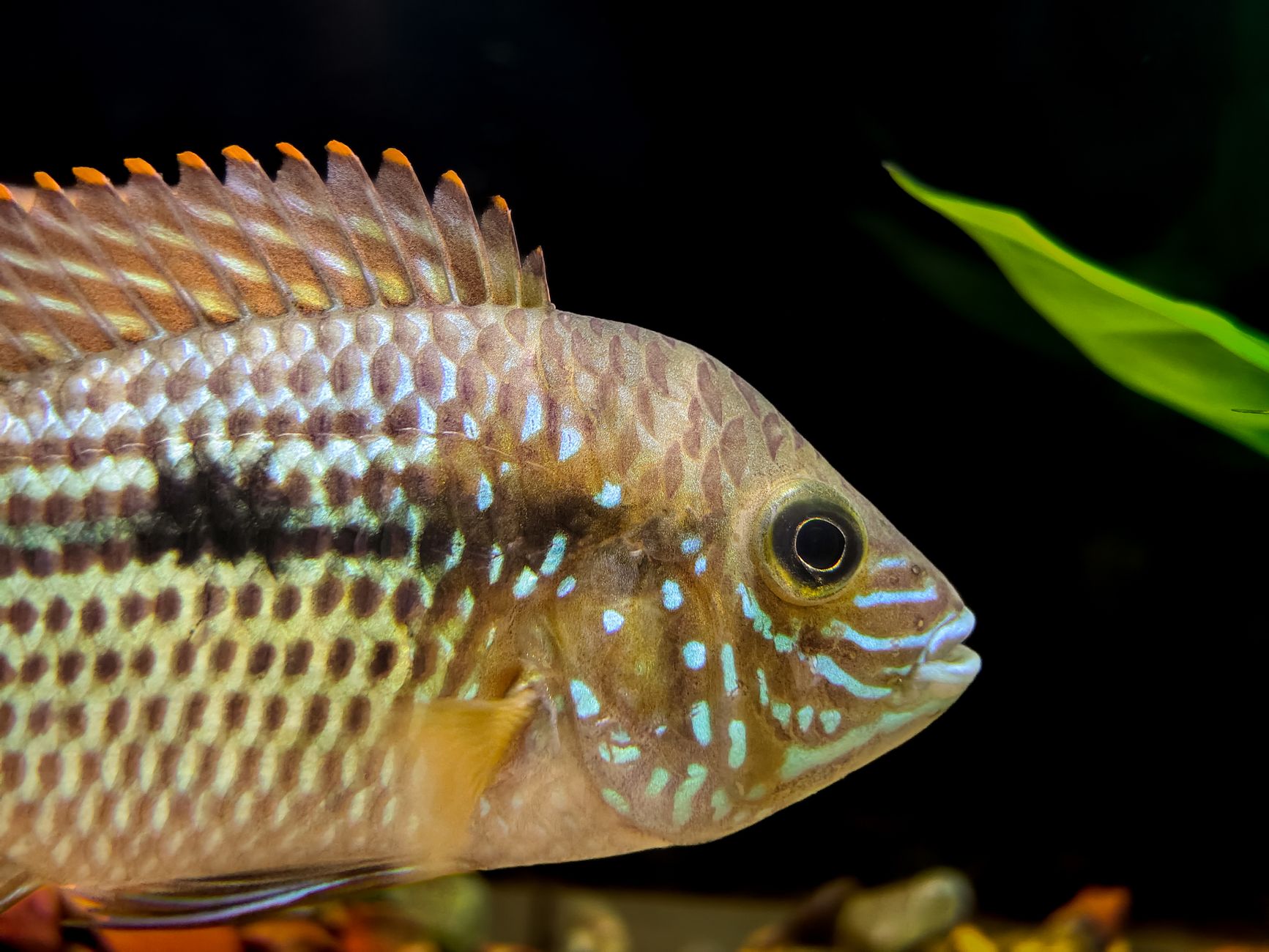 A small colorful ram cichlid swimming near plants and sand in a freshwater tank