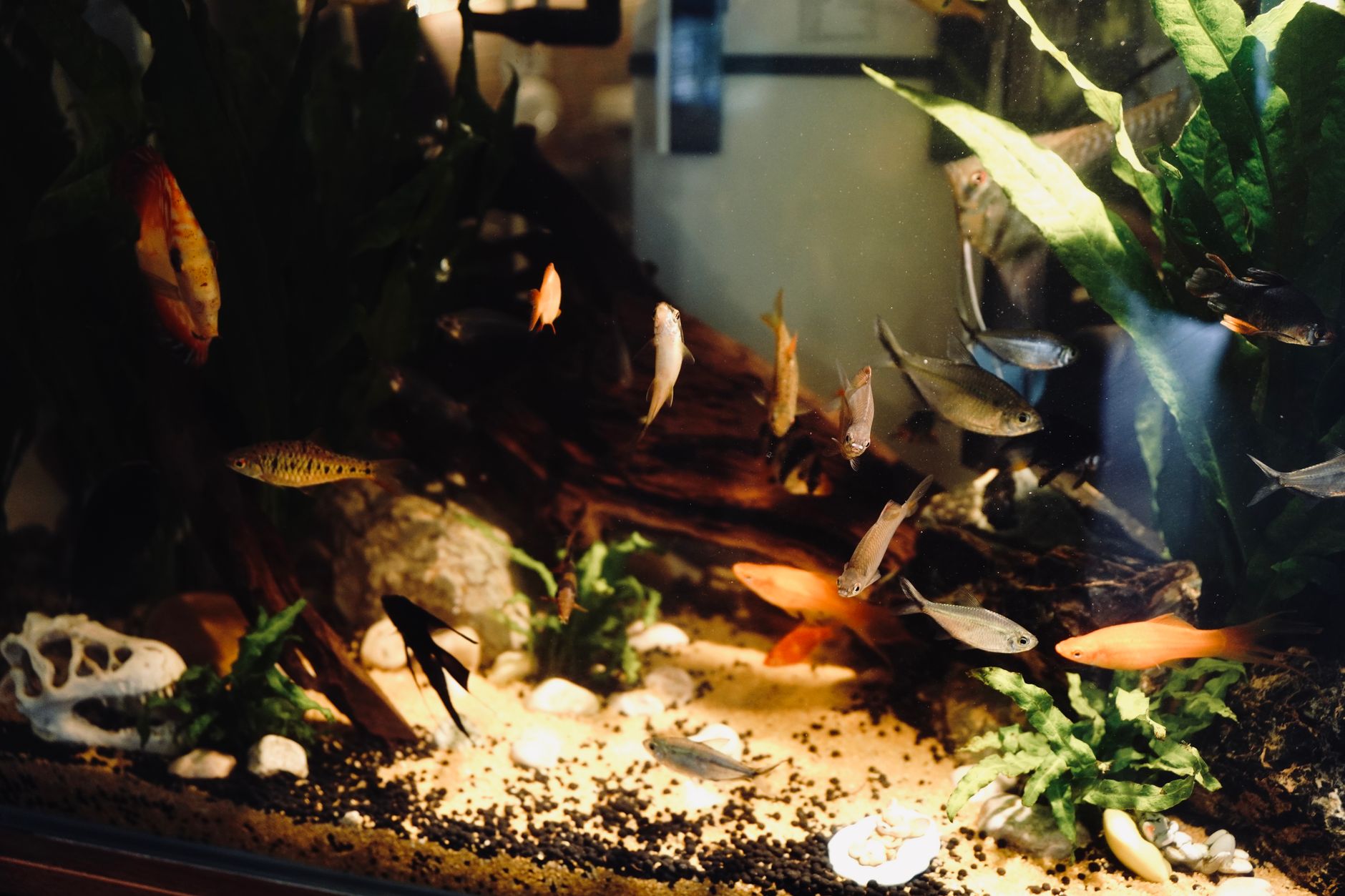 A group of small tetras and a ram cichlid sharing a planted freshwater aquarium