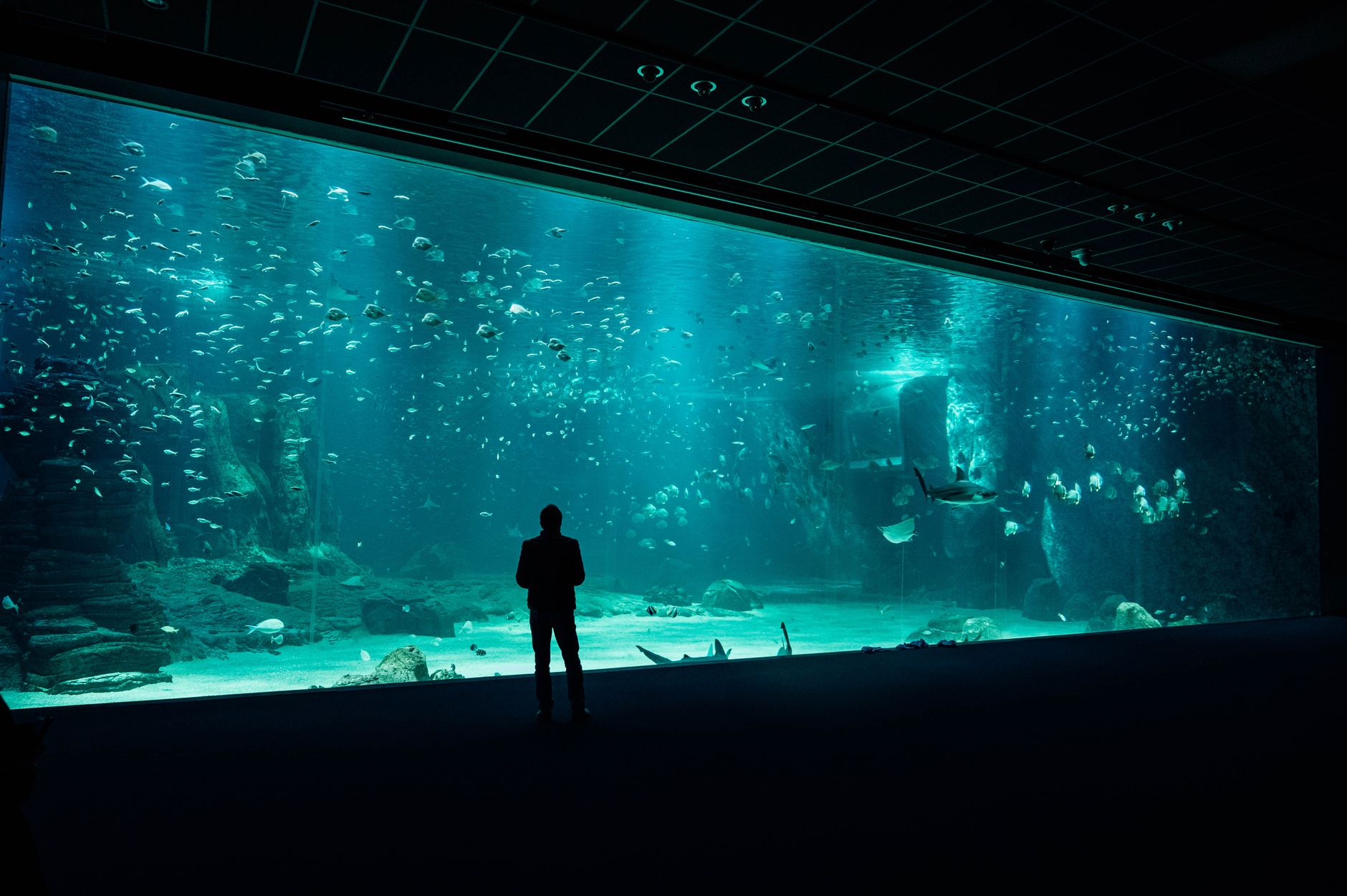 A huge freshwater aquarium with a large catfish swimming near a strong filter output