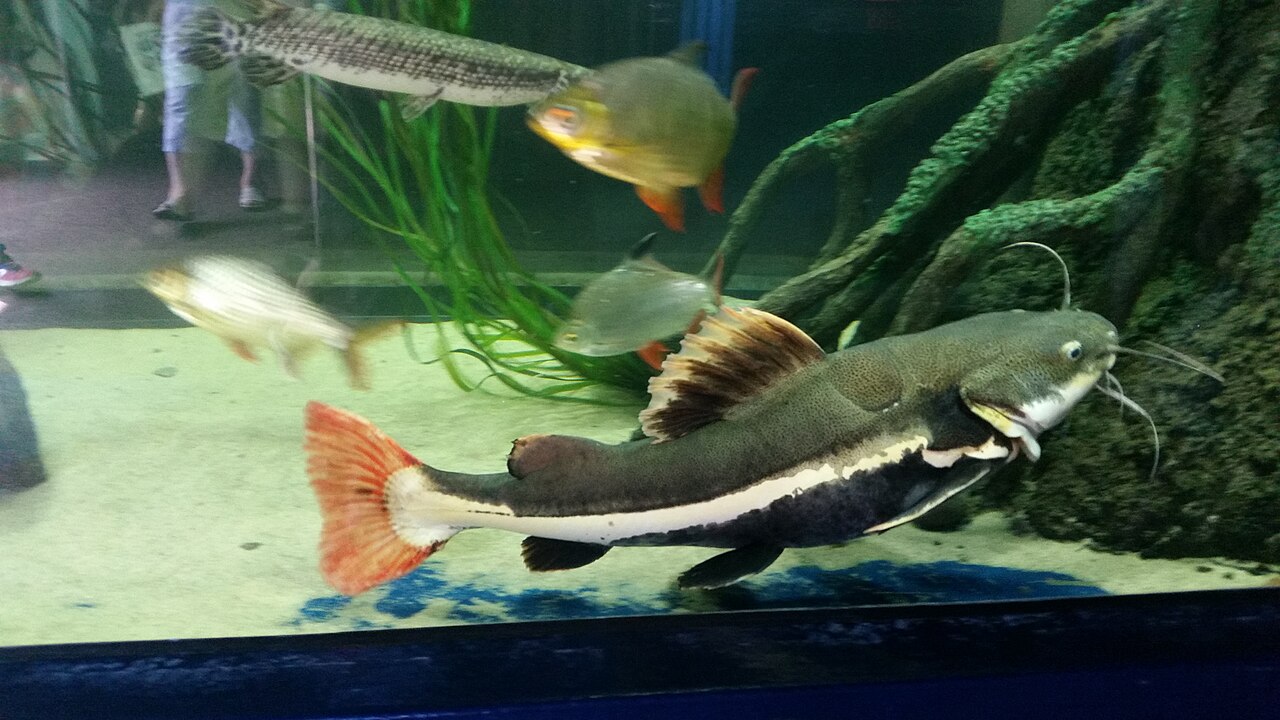 A person dropping sinking pellets into a large aquarium for a big catfish