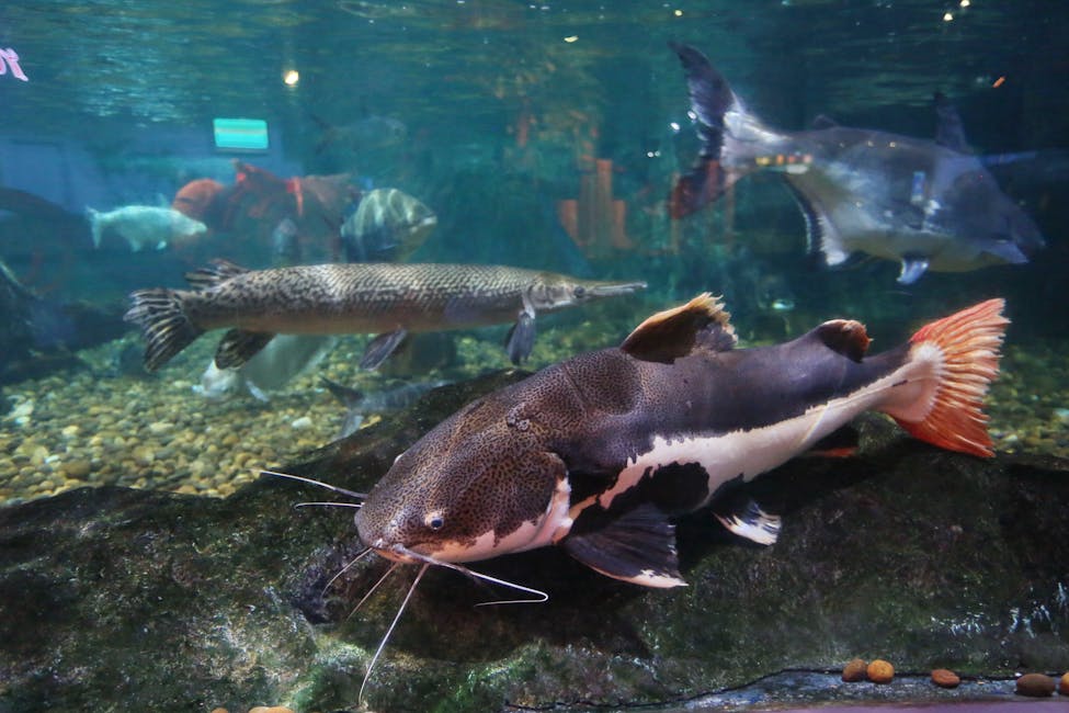 Redtail Catfish Care Guide: Tank Size, Diet, and Compatibility