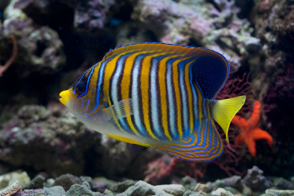 Royal Gramma Care Guide: Tank Size, Diet, and Compatibility