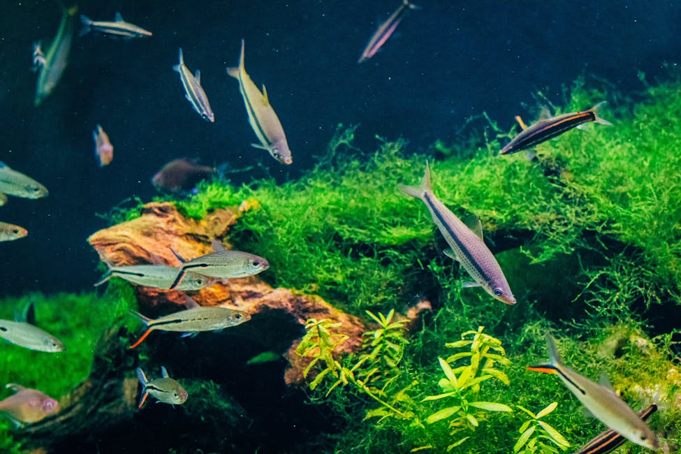 Rummy Nose Tetra Care Guide: Tank Size, Diet, and Compatibility
