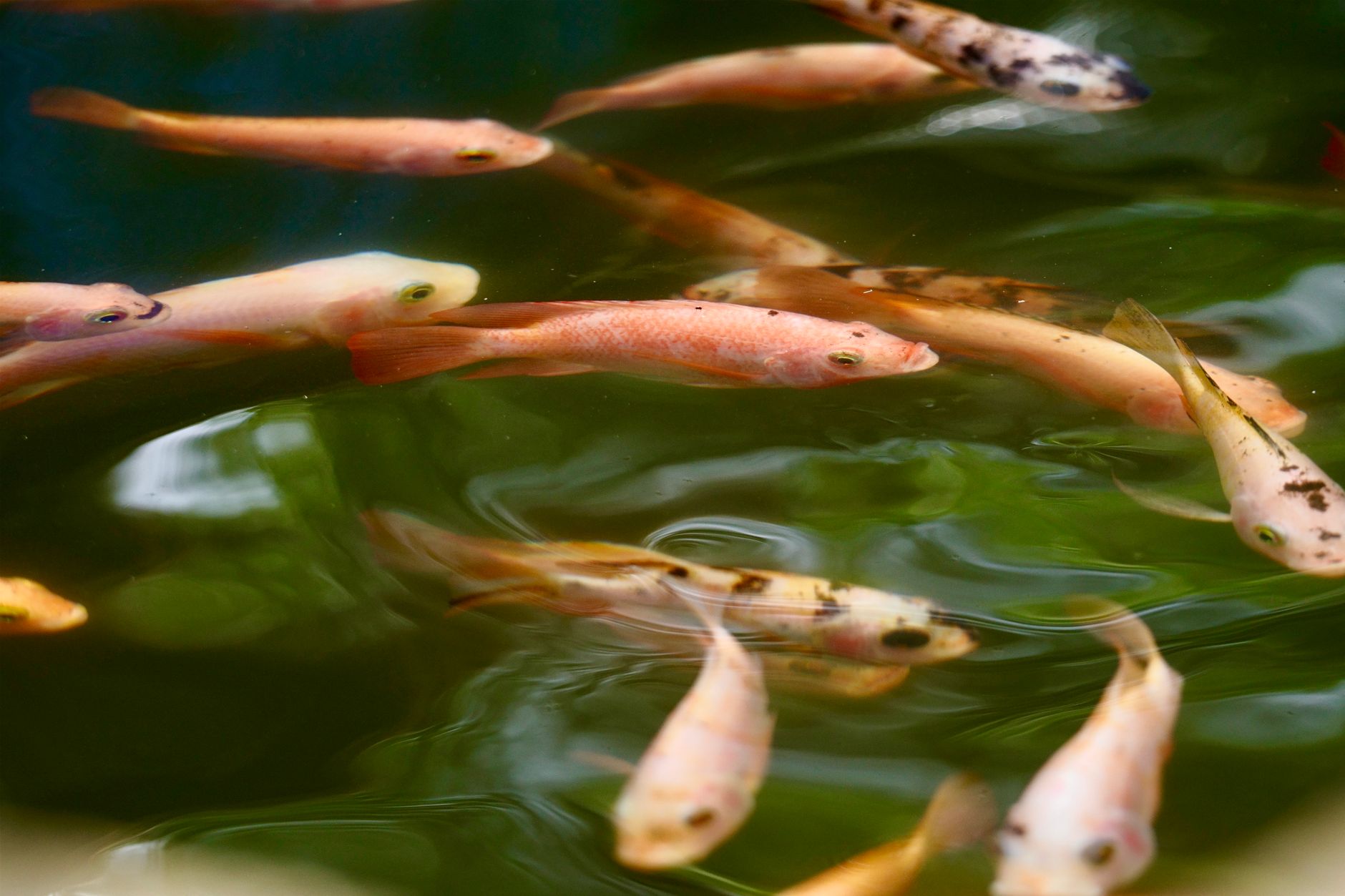 a hand dropping fish food pellets at the surface of an aquarium while a large fish rises to eat