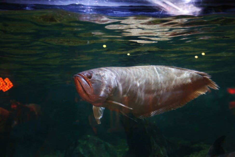 Silver Arowana Care Guide: Tank Size, Diet, and Compatibility