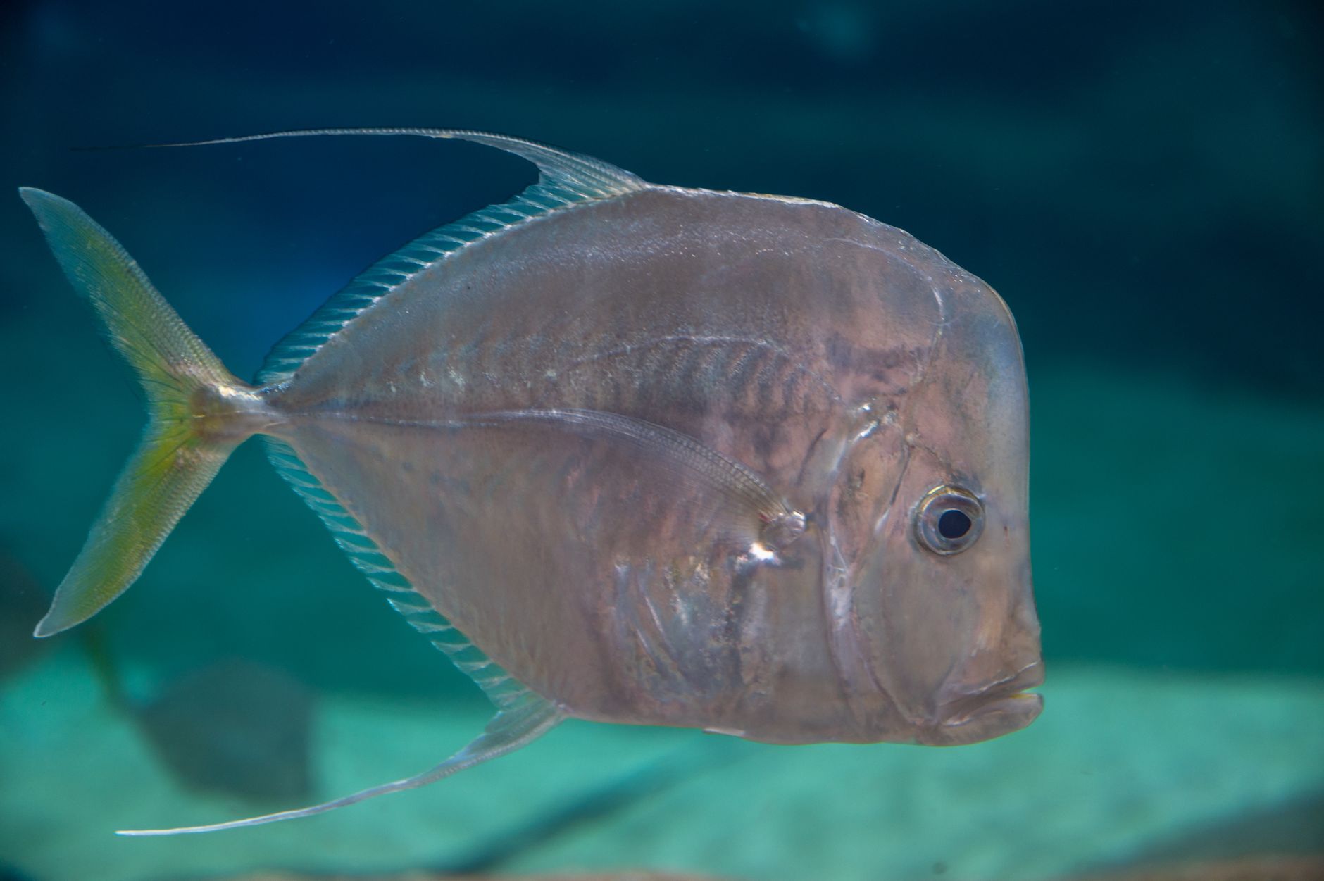 Silver dollar fish swimming in a large freshwater aquarium with filtration outlet