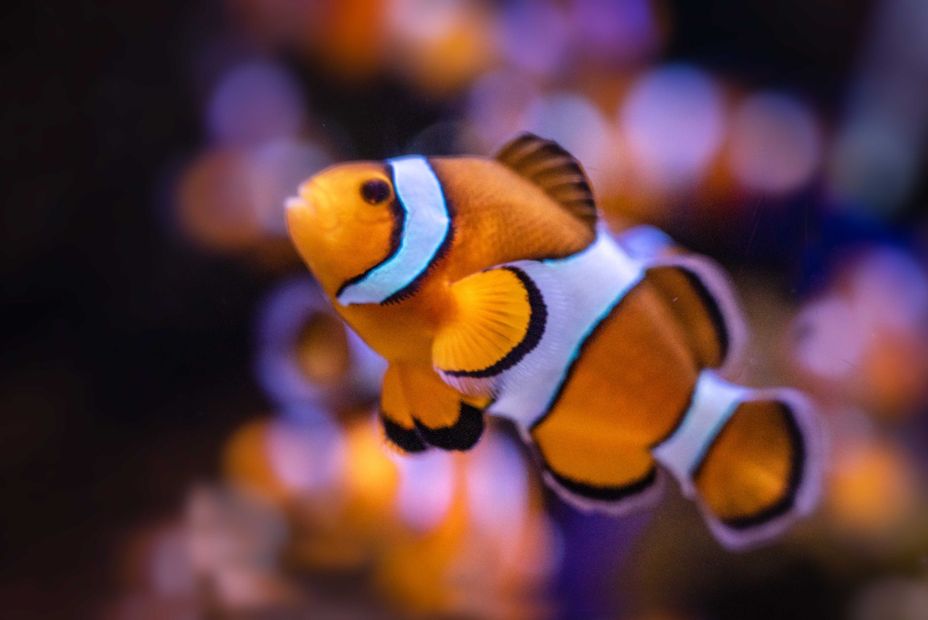 hand feeding small pellets to clownfish in aquarium