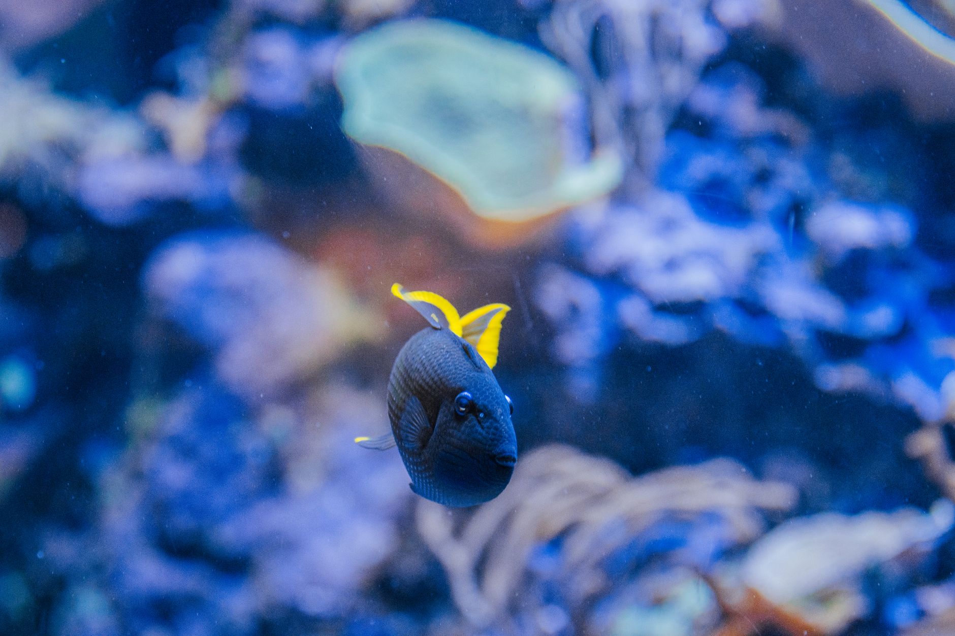 a saltwater aquarium with a tight-fitting glass lid and live rock