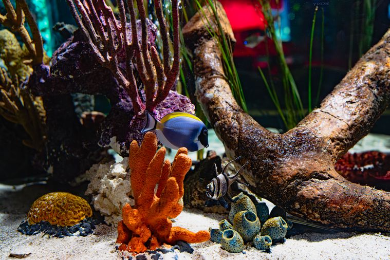 Colorful tropical fish swimming in a coral reef aquarium