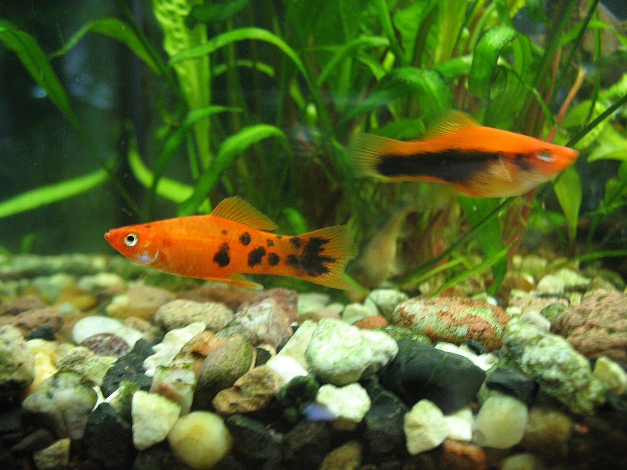 lush green aquarium plants and driftwood inside a fish tank