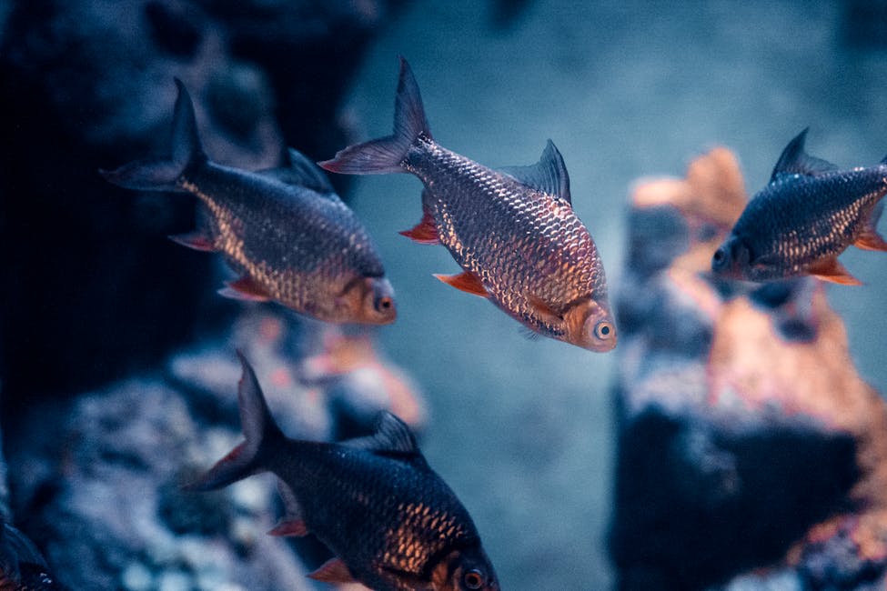 Tiger Barb Care Guide: Tank Size, Diet, and Compatibility