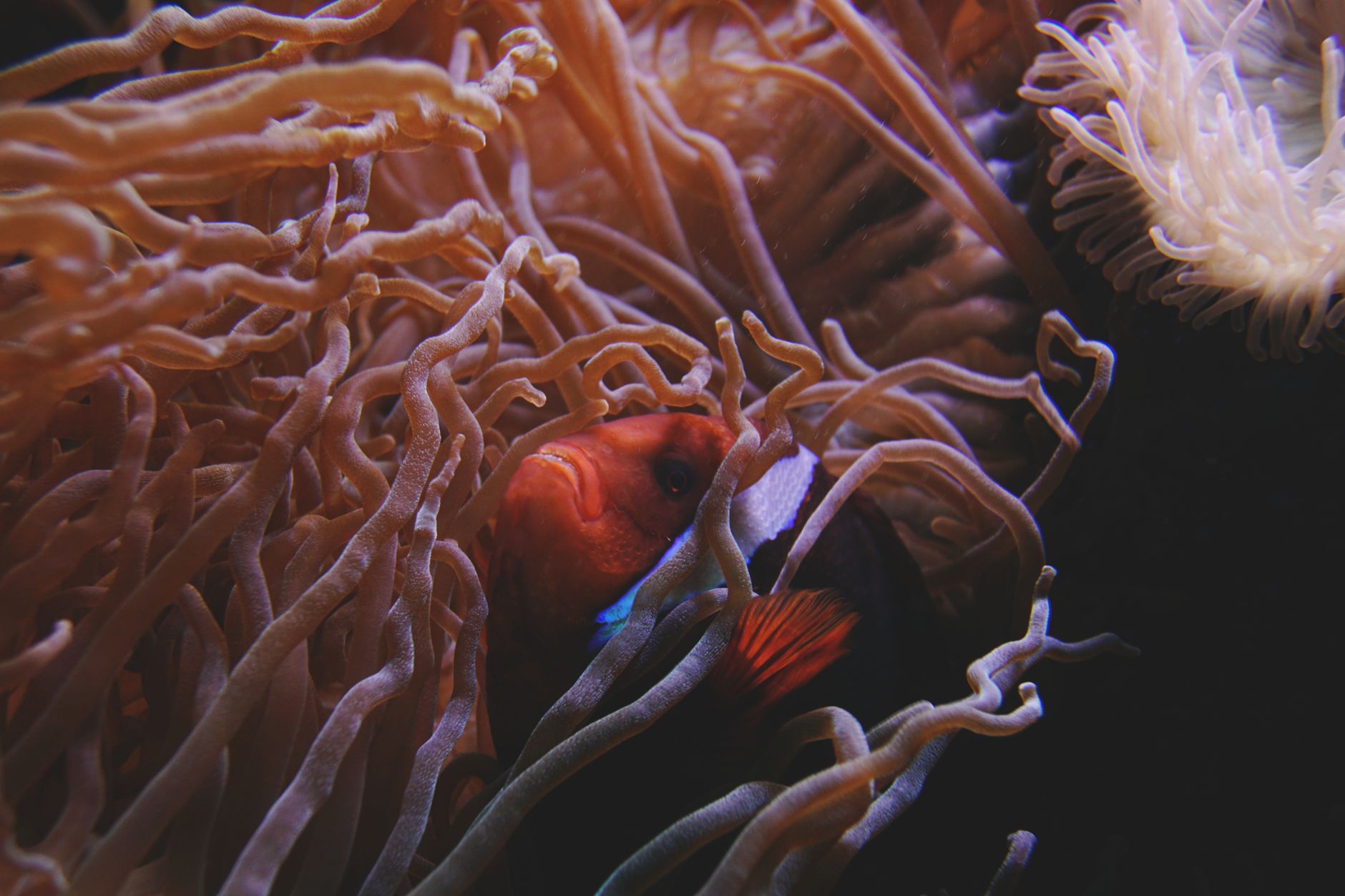 Tomato clownfish peeking out from a rock cave in a saltwater aquarium