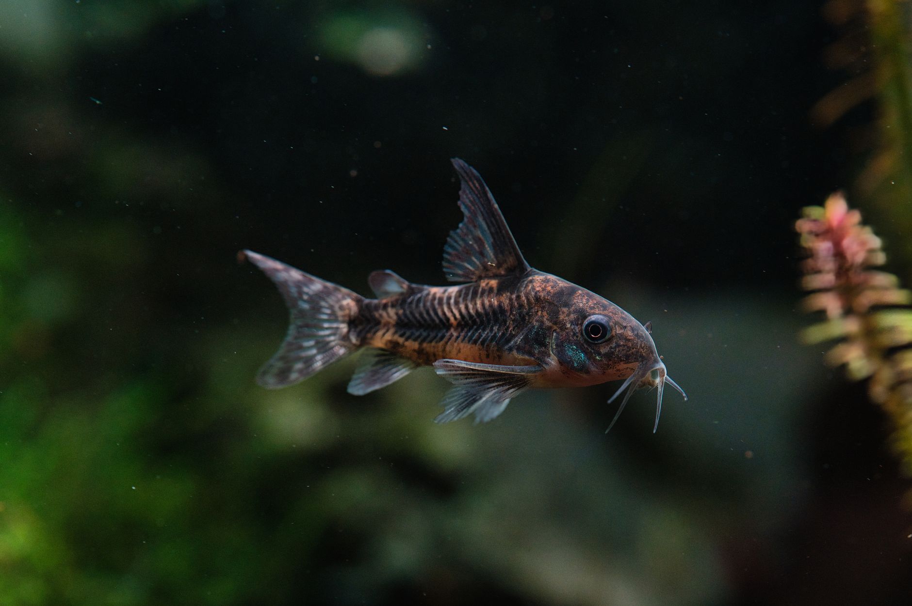 Corydoras catfish resting on sand in a freshwater aquarium