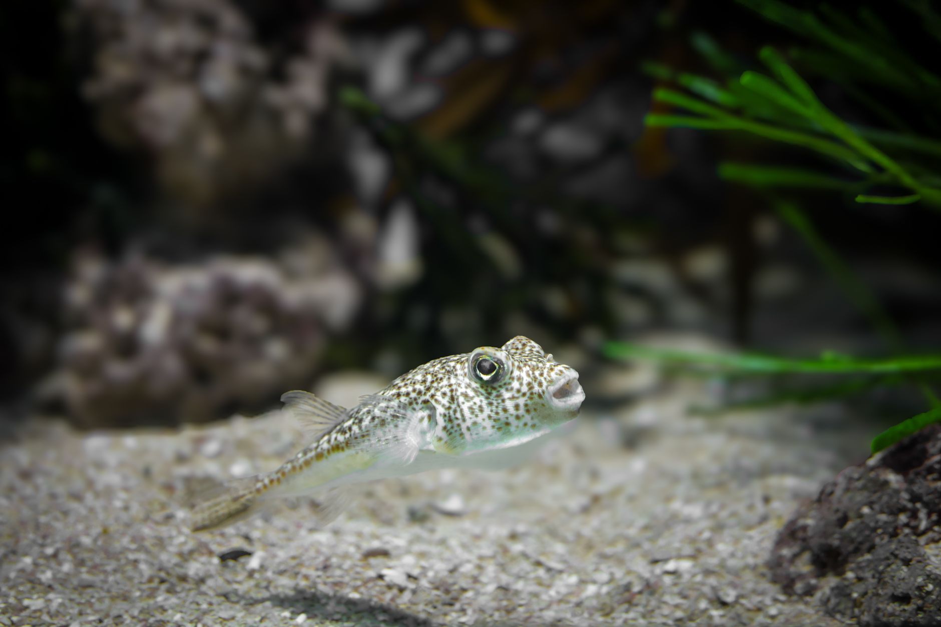 a yoyo loach eating a sinking pellet on sandy aquarium substrate